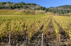 visiter dijon - vignes