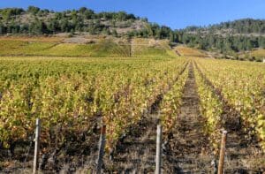 visiter dijon - vignes